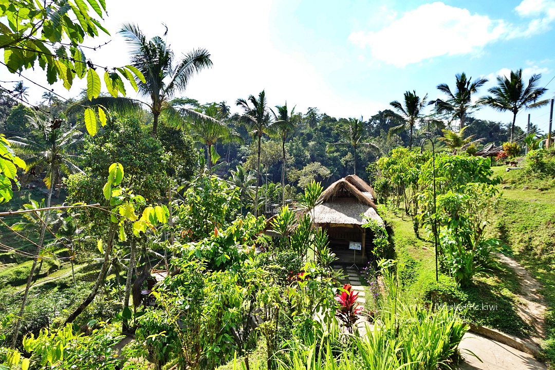 峇里島，德哥拉朗梯田(Ceking Rice Terrace)